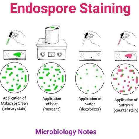 endospore stain results|Endospore Staining: Principle, Procedure, Results.